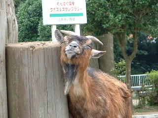 Mother Farm