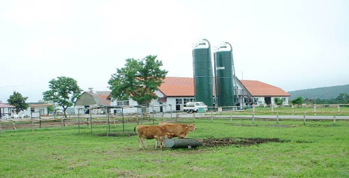 Mother Farm