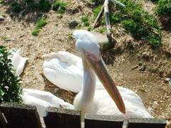 Kamogawa SeaWorld