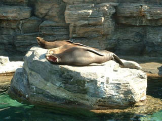 Kamogawa SeaWorld