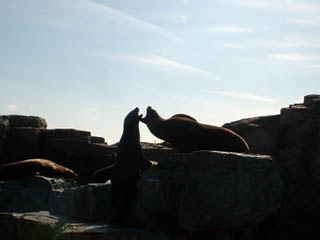 Kamogawa SeaWorld