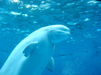 Yokohama Hakkeijima Sea Paradise