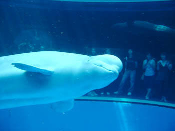 Yokohama Hakkeijima Sea Paradise