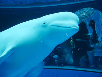 Yokohama Hakkeijima Sea Paradise