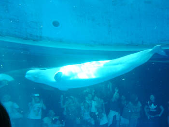 Yokohama Hakkeijima Sea Paradise