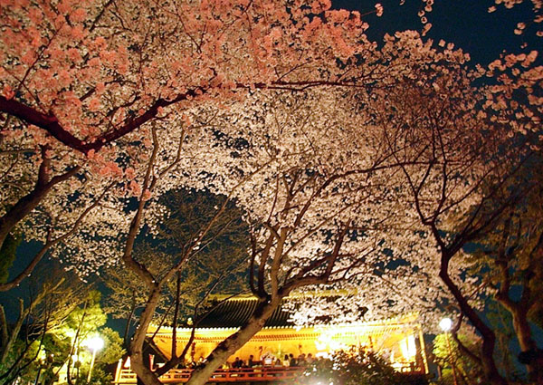上野で夜デート♪ 夜桜 - 東京 夜遊び