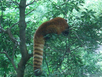 Ueno Zoo, Tokyo, Japan