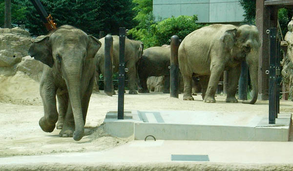 Ueno Zoo, Tokyo, Japan