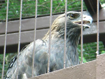 Ueno Zoo, Tokyo, Japan