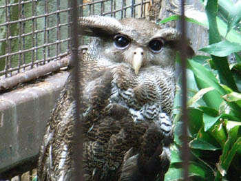 Ueno Zoo, Tokyo, Japan