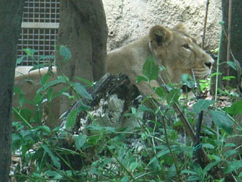 Ueno Zoo, Tokyo, Japan