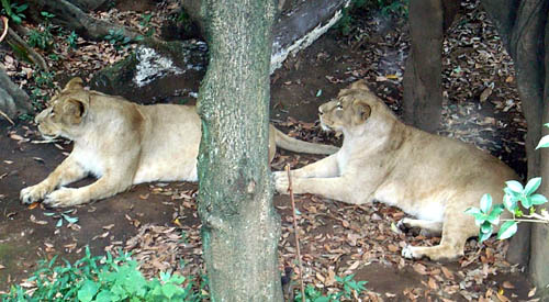 Ueno Zoo, Tokyo, Japan