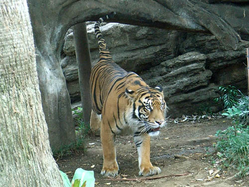 Ueno Zoo, Tokyo, Japan