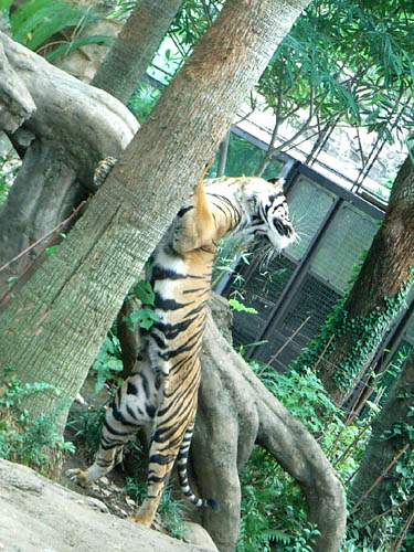 Ueno Zoo, Tokyo, Japan