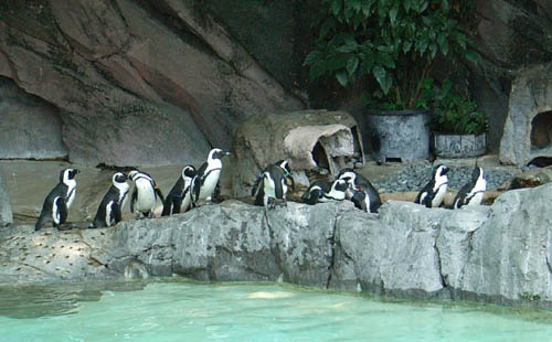 Ueno Zoo, Tokyo, Japan