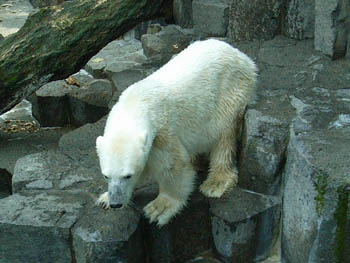 Ueno Zoo, Tokyo, Japan