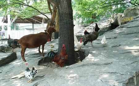 Ueno Zoo, Tokyo, Japan