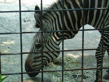 Ueno Zoo, Tokyo, Japan