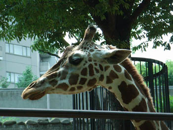 Ueno Zoo, Tokyo, Japan