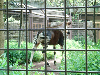 Ueno Zoo, Tokyo, Japan