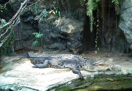 Ueno Zoo, Tokyo, Japan