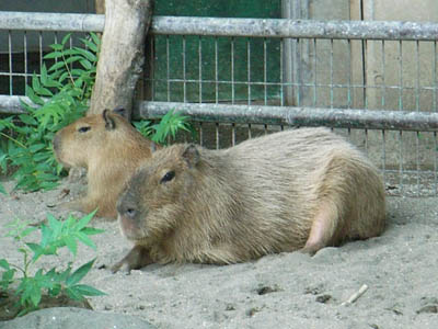 Ueno Zoo, Tokyo, Japan