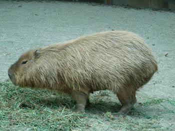 Ueno Zoo, Tokyo, Japan