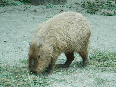 Ueno Zoo, Tokyo, Japan