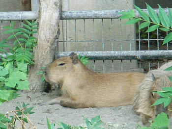 Ueno Zoo, Tokyo, Japan