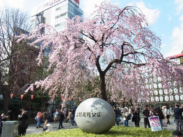 Ueno Park, TOKYO - Sakura