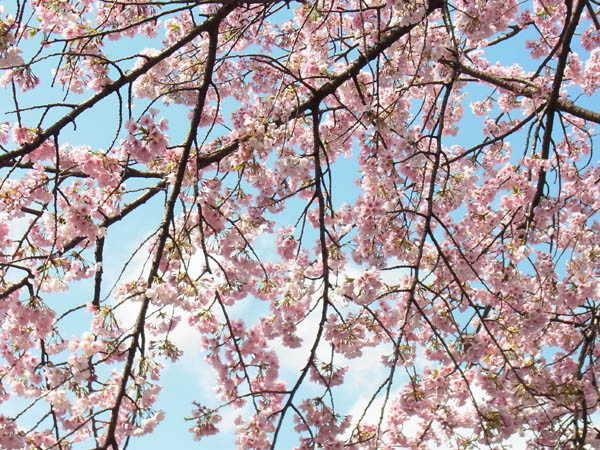 Ueno Park, TOKYO - Sakura