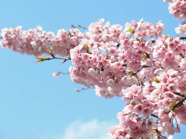 Ueno Park, TOKYO - Sakura