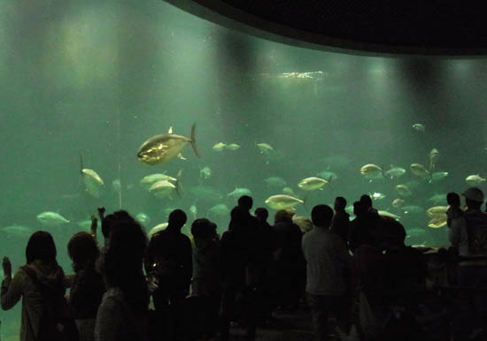 Tokyo Sea Life Park (Kasai Rinkai Suizokuen)