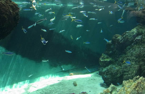 Tokyo Sea Life Park (Kasai Rinkai Suizokuen)