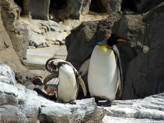 Tokyo Sea Life Park (Kasai Rinkai Suizokuen)