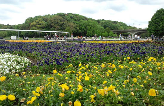 Forest and Park for the 21st Century (Nijuisseki No Mori To Hiroba)