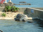 串本海中公園　海中展望塔 ウミガメ
